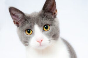 cat, pet, animal