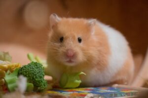 cute, small, portrait